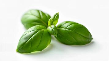 Fresh Crisp Sweet Basil Leaves Isolated White photo