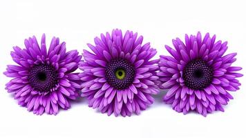 Three vibrant purple gerbera daisies are arranged in a row, isolated on a white background. Suitable for floral design, botanical studies, or decorative projects. photo