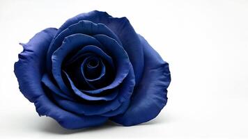 Single black rose isolated on white background, for design use. Useful for floral, romantic, or symbolic image needs in creative projects. photo
