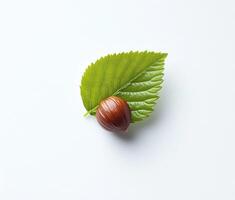 Hazelnut resting on a vibrant green leaf photo