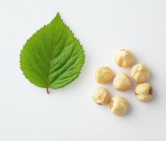 Green leaf and hazelnuts arranged on a white background photo