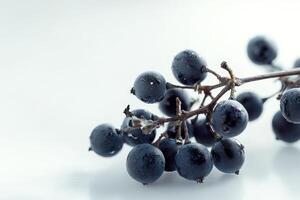 Dark Berries Clustered On A Vine Branch photo