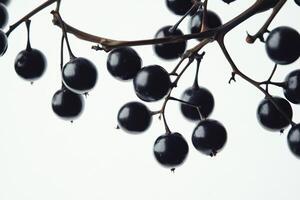 Dark Berries Cluster on a Branch Against White Background photo