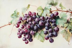 Watercolor Painting of Dark Grapes on Vine photo