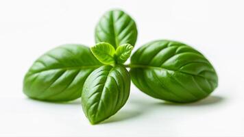 Fresh Sweet Basil Herb Isolated on White photo