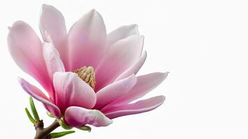 Single pink magnolia flower isolated on white background. Image suitable for botanical, floral, or spring-themed design and educational use. photo