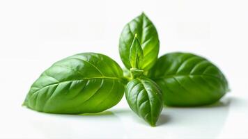 Close-up of fresh basil leaves isolated on a white background for culinary, herbal, or botanical use. Food, health, or plant identification purposes. photo
