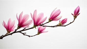 Simple magnolia pink flowers isolated on white background. Suitable for spring, floral, or botanical design projects needing a clean background. photo