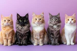 Five cats sitting in a row on purple background photo
