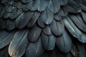 Close up of black feathers creating seamless background texture photo