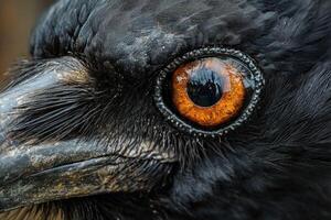 Raven showing orange eye and black feathers photo
