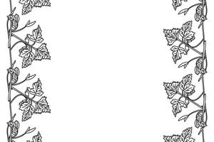 Line art botanical floral vertical border with grapevine isolated on white background. Hand drawn outline vine plant with long stem and leaves illustration. Graphic design element for Birthday vector