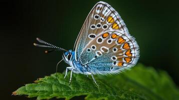 Close-up of a butterfly perched on a leaf. Vibrant blue, brown, and orange wings with intricate patterns. Dark background photo