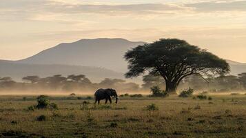 A solitary elephant grazes in a misty savanna at dawn. A large acacia tree stands sentinel. Soft light and hazy mountains in the background photo
