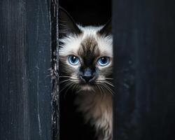 Curious cat peeks through dark wooden gap photo