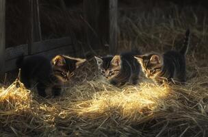 Three kittens in hay. Sunlight streams on them photo