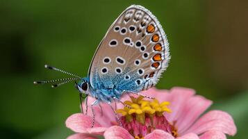 Close-up of a butterfly on a pink flower photo