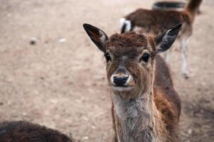 A deer and fawns in an enclosure in a zoo-landscape park on a summer day photo