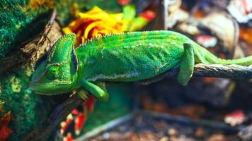 Close-up of the veiled chameleon is a species of chameleons native to the Arabian Peninsula photo
