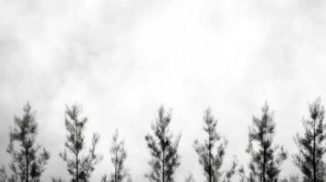 Gray Sky, Forest Silhouette photo