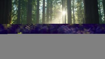 Redwood Forest Sunlight Beams photo