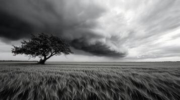 Stormy Field, Lonely Tree photo