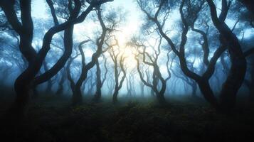 Mystical Forest Sunlight Beam photo