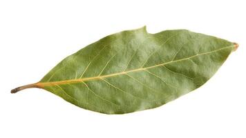 Close up shot of a single green bay leaf with visible veins on a white background photo