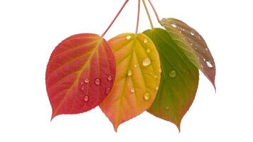 Close up of four leaves in various colors with water droplets on a white background studio shot photo