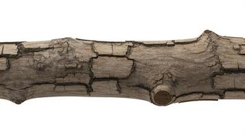 Close up shot of a single weathered tree branch with cracked bark on white background photo