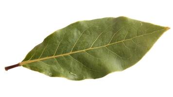 Isolated bay leaf with visible veins and stem on a clean white background close up photo