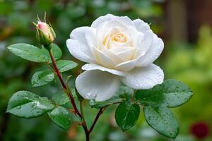White rose blooming in the garden after the rain. photo