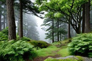 Fog arising in a green forest with ferns and moss photo