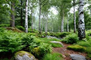Small stream flowing through lush green forest of birch trees and ferns photo