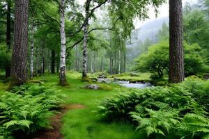 Lush green forest with ferns and flowing stream photo