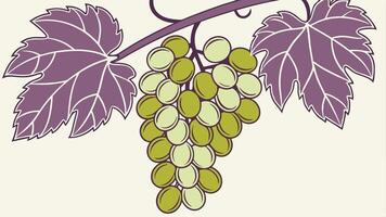 Grapes on a vine illustration vector