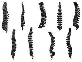 SPINE BONE SILHOUETTE vector