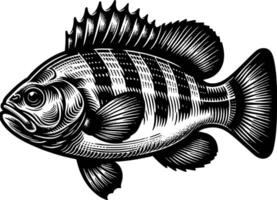 Fish with engraving style, and isolated design. vector