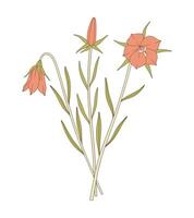 Bouquet of three bright flowers, buds, and leaves. Bunch of blooming perennial wildflowers illustration. Botanical hand-drawn elements for design projects vector