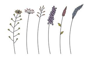 Set of various multi-colored wildflower cluster inflorescences, black color on white background. Hand-drawn flowers and leaves. Wild plants for design projects vector
