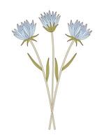 Bouquet of three flowers with leaves illustration. Bright bunch of blooming perennial wild plants, blue wildflowers. Botanical hand-drawn elements for design projects vector