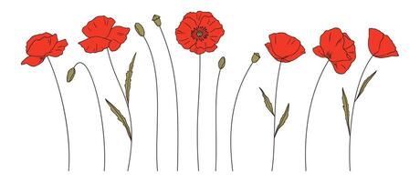 Set of hand-drawn red poppy flowers, buds, and green leaves vector