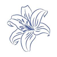 Pen drawn lily flower on white background. Botanical doodle element. vintage flower vector