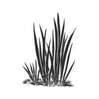 Grass Blades Silhouette Illustration. Nature And Growth vector