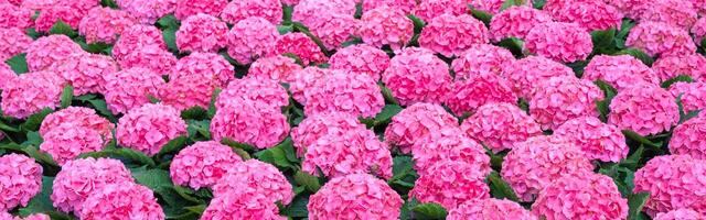 Panoramic background with a beautiful pink hydrangea in close-up. mockup of business card, card, top view photo
