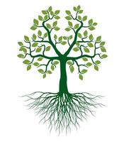 Shape green Tree with Leaves and Roots. vector