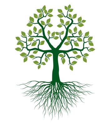 Shape green Tree with Leaves and Roots.