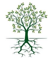 Shape of green Tree with Leaves and Roots outline Illustration. vector