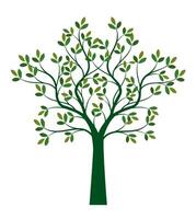 Shape of green Tree with Leaves outline Illustration. vector
