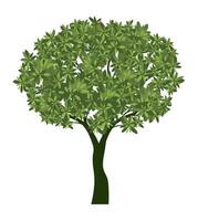 Shape of green Tree with Leaves vector